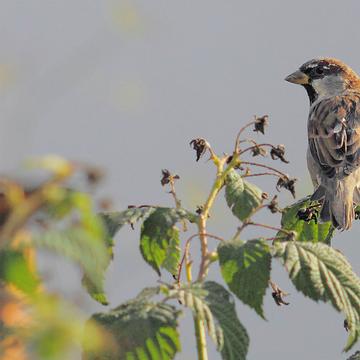 9556 Ein Vogelleben