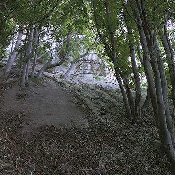 8642 Buchenhänge am Möns Klint