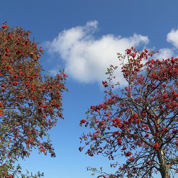 9332 Vogelbeeren