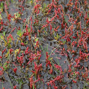 5290 Vegetation in den Sumpfwiesen vom Stavns-Fjord